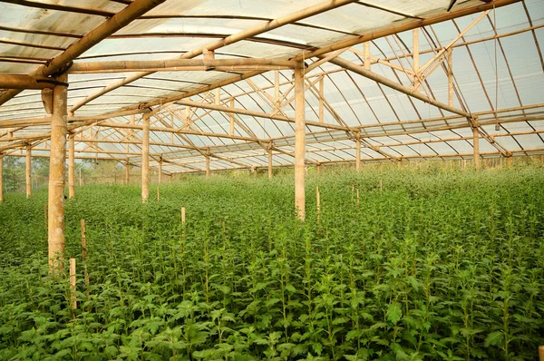 Chrysanthemum farm inside greenhouse — Stock Photo, Image