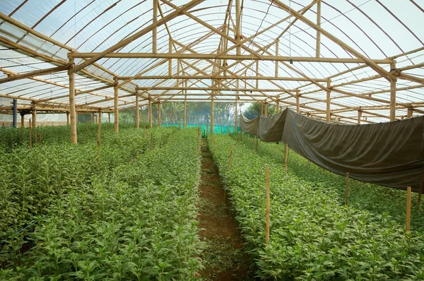Chrysanthemum farm inside greenhouse — Stock Photo, Image