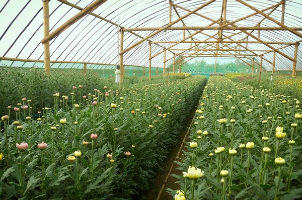 Chrysanthemum farm inside greenhouse — Stock Photo, Image