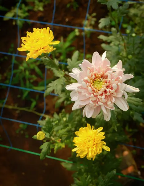 温室の中のカラフルな花菊ファーム — ストック写真