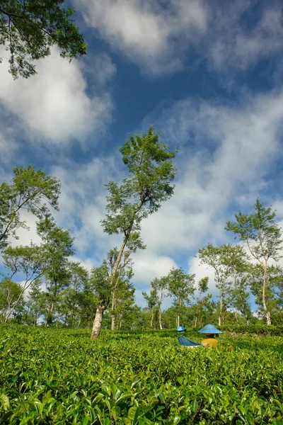 Vrouwelijke landbouwers oogsten op thee bijsnijden landschap — Stockfoto