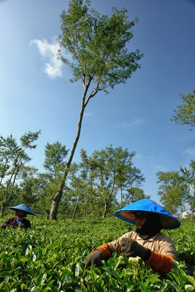 Couple agricultrices récoltant des feuilles de thé — Photo
