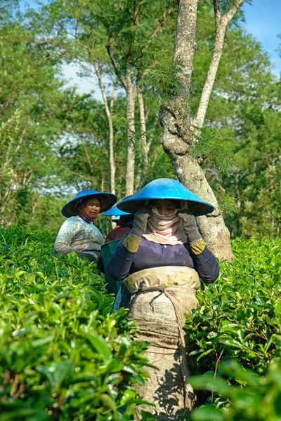 Pareja de agricultoras cosechando hojas de té —  Fotos de Stock