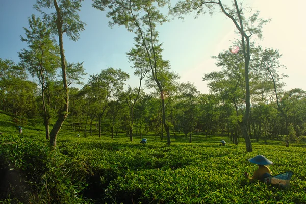Vrouwelijke landbouwers oogsten op thee bijsnijden landschap — Stockfoto