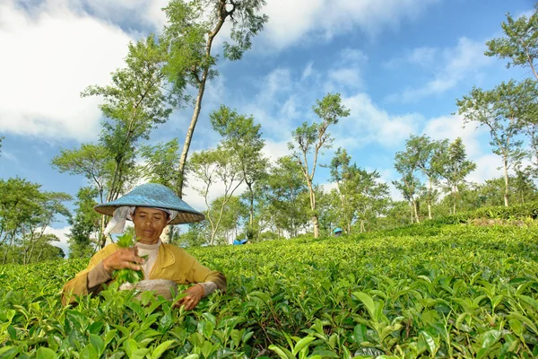 Γυναίκα γεωργός συγκομιδή τσάι φύλλα σε καλλιέργεια τσαγιού — Φωτογραφία Αρχείου