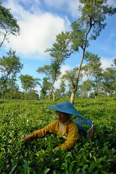 Γυναίκα γεωργός συγκομιδή τσάι φύλλα σε καλλιέργεια τσαγιού — Φωτογραφία Αρχείου