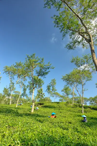 Vrouwelijke landbouwers oogsten op thee bijsnijden landschap — Stockfoto