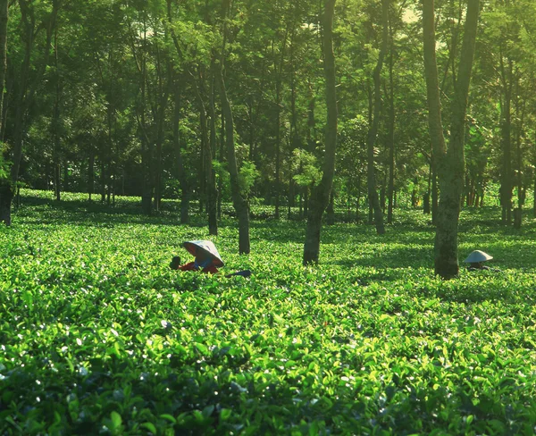 Female farmers harvesting at tea crop landscape — Stock Photo, Image