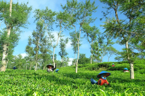 Vrouwelijke landbouwers oogsten op thee bijsnijden landschap — Stockfoto