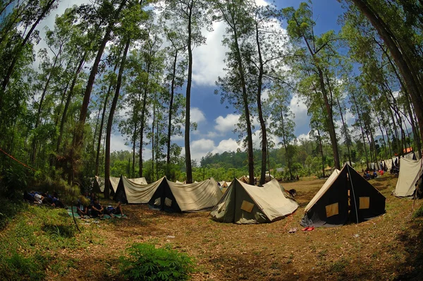 Вид на деревья и лагерь в лесу — стоковое фото
