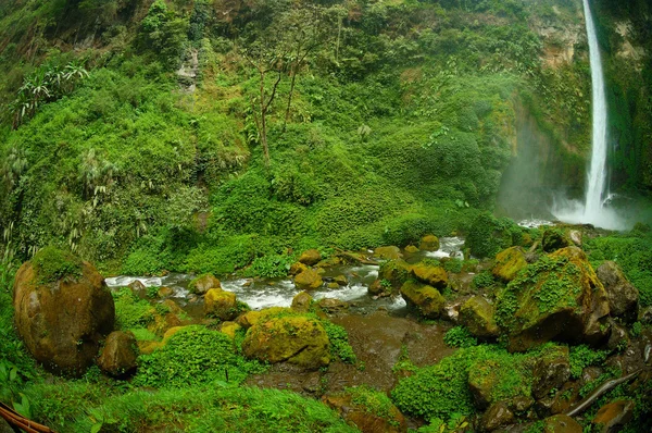 Vista de la cascada y el paisaje del bosque verdoso —  Fotos de Stock