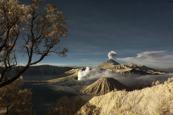 Bromo montanha com árvore ramo e plantas em primeiro plano — Fotografia de Stock