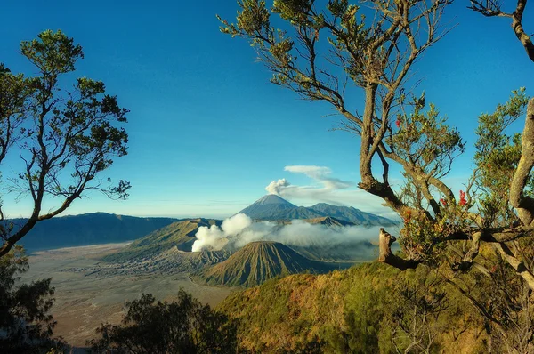 Bromo mountain with branch tree foreground — Stock Photo, Image