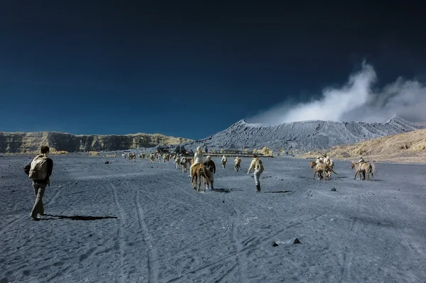 Tourists having fun at Bromo mountain — Stock Photo, Image