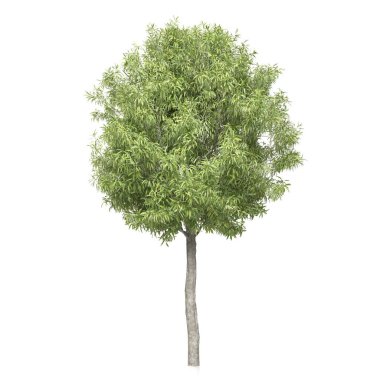 3D ağaç beyaz arka plan üzerinde render