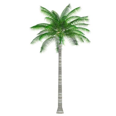 Beyaz arkaplanda bir palmiye ağacının 3d canlandırması