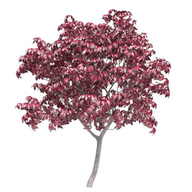 Beyaz arkaplanda bir ağacın 3d görüntüsü