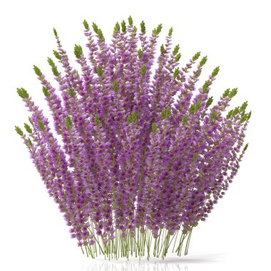 Beyaz arkaplanda lavanta çiçekleri izole