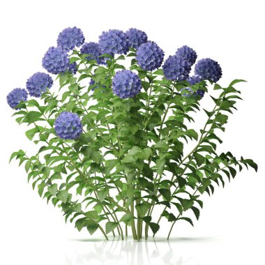 Bir ortanca bitkisinin 3D canlandırması