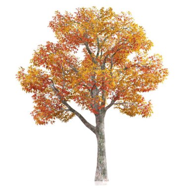 Beyaz arkaplanda bir ağacın 3d görüntüsü