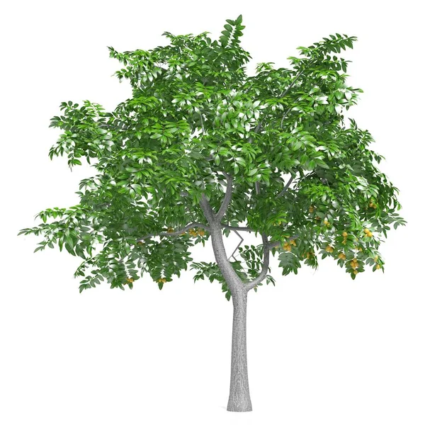Render Tree White Background — Stock Photo, Image