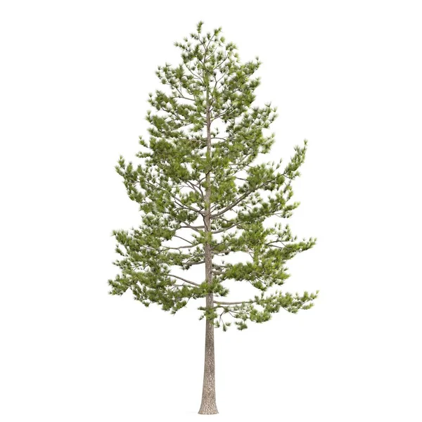 白い背景の木の3Dレンダリング — ストック写真