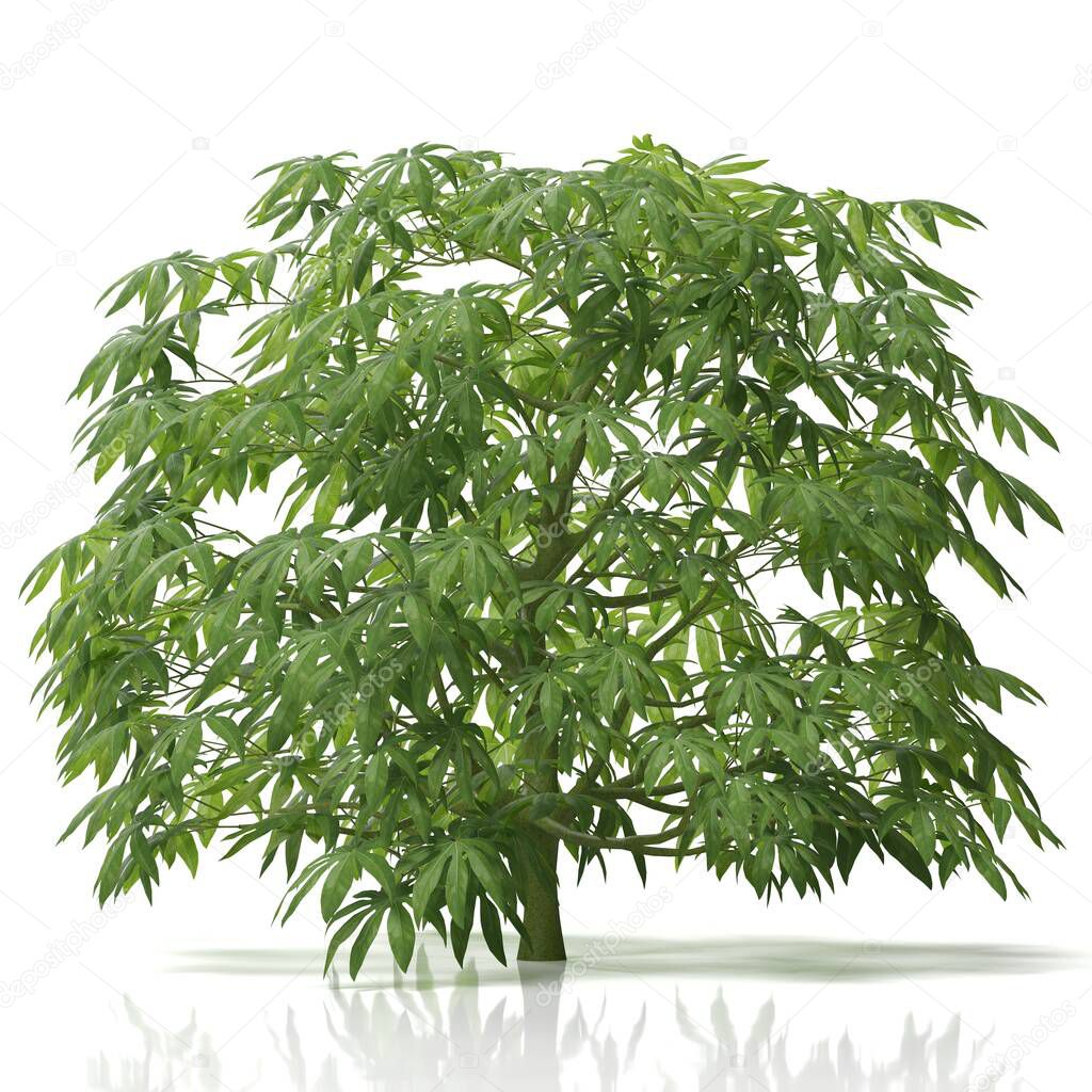 3d rendering of a fatsia plant