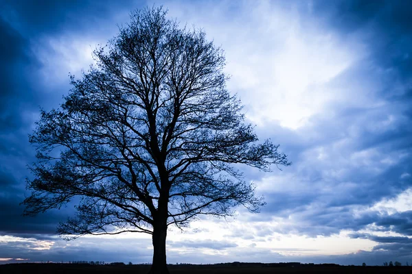 Dramatic scene with clouds and tree. — Stock Photo, Image