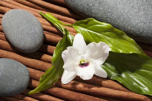 Piedras de río oval con flor de orquídea . — Foto de Stock