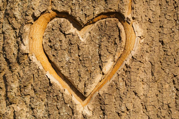 Hart gesneden in de schors van een boom. — Stockfoto