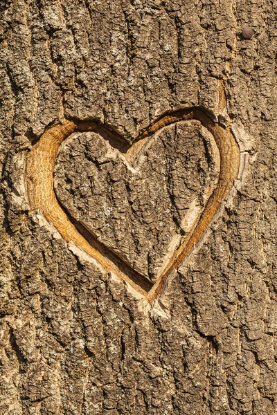 Hart gesneden in de schors van een boom. — Stockfoto