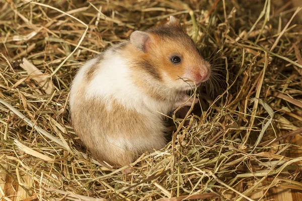 Hamster in een hooi. — Stockfoto