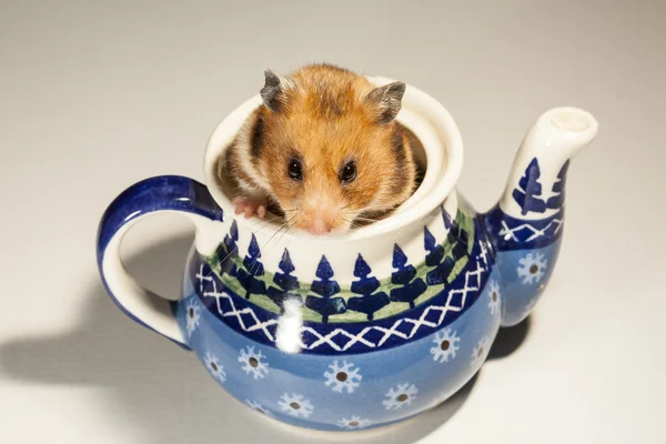 Hamster in een kleurrijke oude kruik voor thee. — Stockfoto