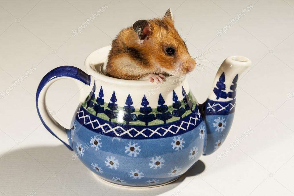 Hamster in a colorful old jug for tea.