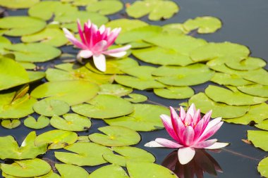 Mor nilüferler bitki örtüsü bir arka plan üzerinde.