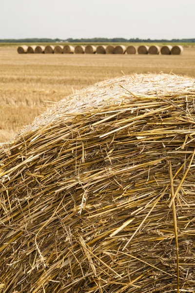 Straw bales rolled up, the crop stubble. — Stock Photo, Image
