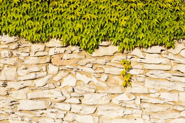 Mur de pierres de champ et de feuilles de vigne pendantes . — Photo