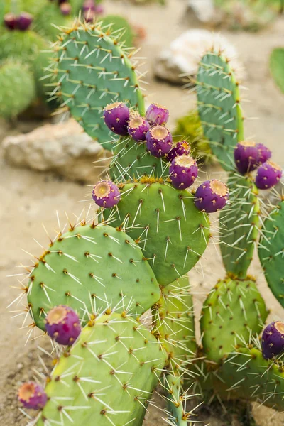 Nopal con fruta en color púrpura . —  Fotos de Stock