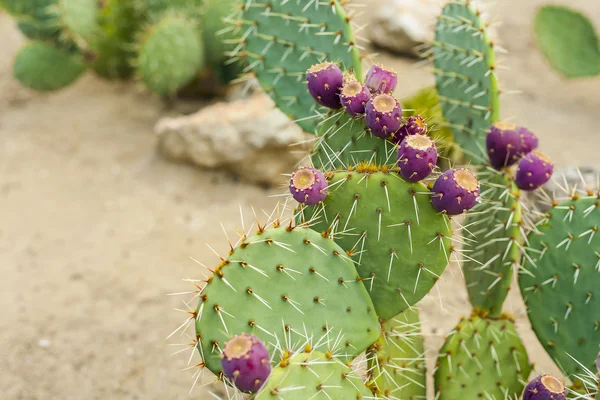 Nopal con fruta en color púrpura . — Foto de Stock