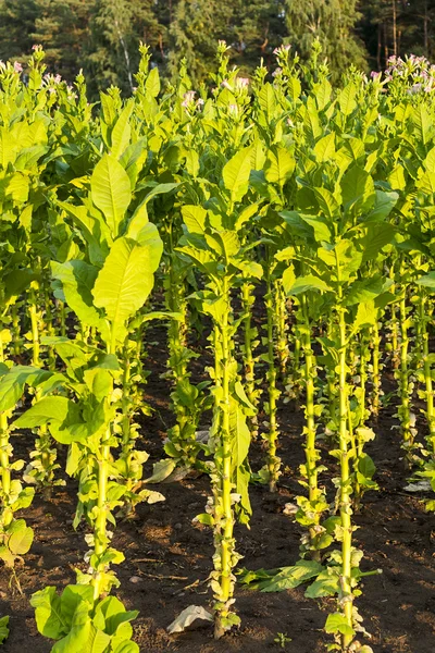 Grüne Tabakpflanzen mit großen Blättern und rosa Blüten. — Stockfoto