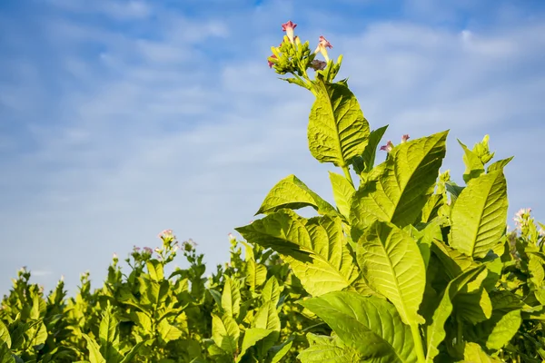 Green tobacco plants with large leaves and pink flowers. — Stock Photo, Image