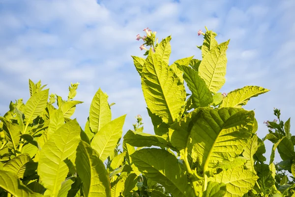 Green tobacco plants with large leaves and pink flowers. — Stock Photo, Image