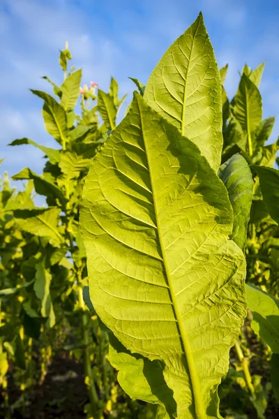 Green tobacco plants with large leaves and pink flowers. — Stock Photo, Image