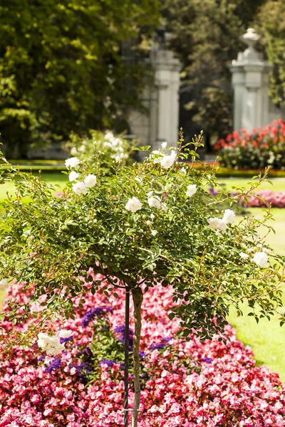 Rosa branca flor no parque . — Fotografia de Stock
