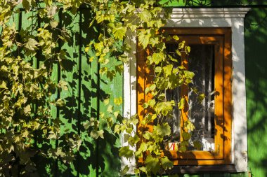 yeşil bir evin duvarında beyaz pencere üzüm yaprakları ile kaplı.