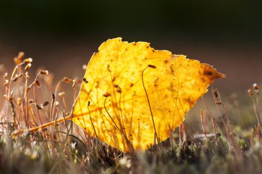 Güneş tarafından aydınlatılmış sarı yaprak.