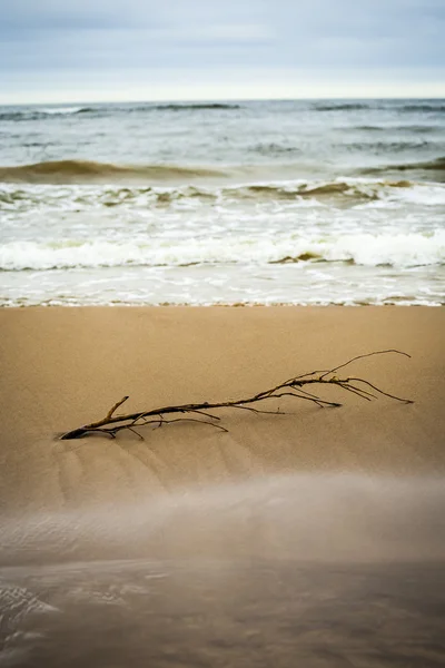 Bladloos branch op het strand. — Zdjęcie stockowe