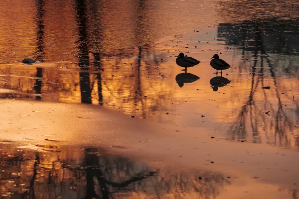 Pond at sunset. — Stock Photo, Image