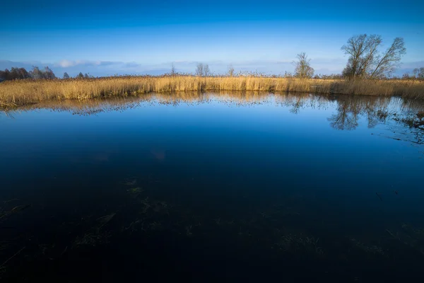 Łąka zalane wodą niebieski. — Zdjęcie stockowe
