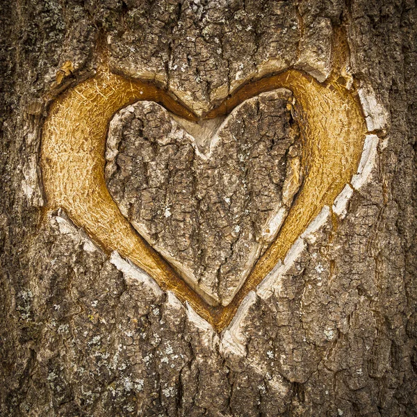 Corazón simétrico tallado en la corteza de un árbol . —  Fotos de Stock